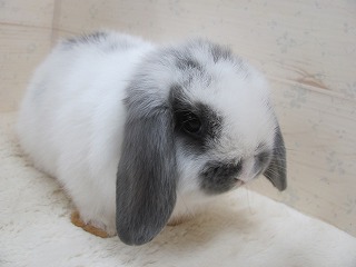 ブロークンブルー 26/03/05生まれ