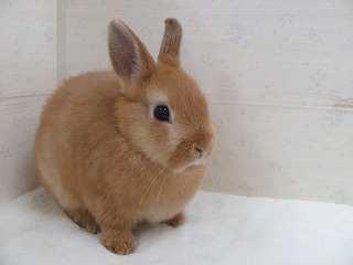 オレンジ 25/09/17生まれ