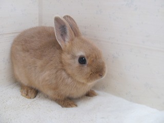 リンクス　25/07/08生まれ