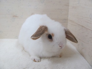 ブロークンオレンジ 26/02/24生まれ