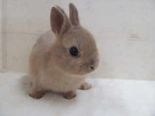 リンクス 26/02/21生まれ