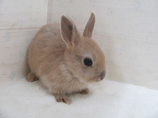 リンクス　25/10/08生まれ