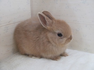 リンクス 25/11/05生まれ