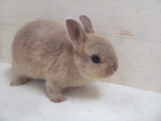 リンクス　26/05/11生まれ