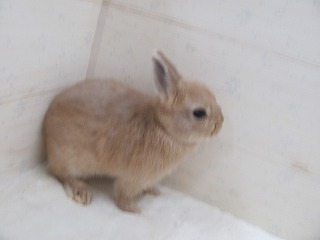 リンクス　26/04/04生まれ