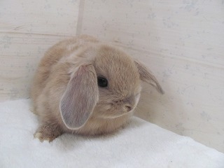 リンクス　26/01/28生まれ