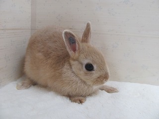 リンクス　26/06/10生まれ