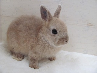 リンクス　26/06/10生まれ