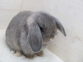 オパール　25/05/13生まれ