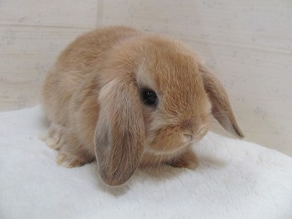 オレンジ　25/09/13生まれ