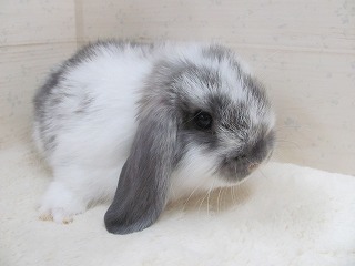 ブロークンオパール 25/10/25生まれ