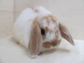 ブロークンオレンジ　25/11/05生まれ