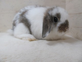 ブロークンチェスナット 25/11/10生まれ