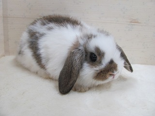 ブロークンチェスナット　25/11/10生まれ