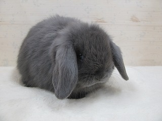 ブルー　25/10/14生まれ