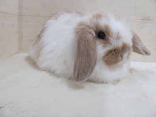 ブロークンリンクス　25/11/19生まれ