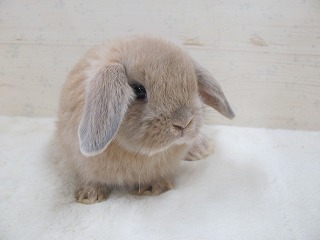 リンクス 26/02/11生まれ