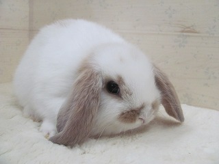 ブロークンリンクス 26/03/08生まれ