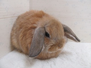 オレンジ 25/11/27生まれ