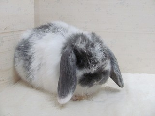 ブロークンブルー　25/11/27生まれ