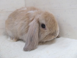 リンクス　25/11/29生まれ