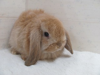 オレンジ　26/01/30生まれ