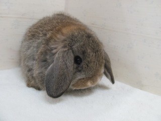 チェスナット　26/01/30生まれ