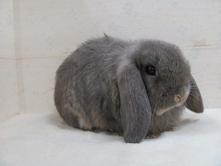 オパール 26/02/09生まれ