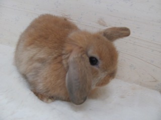 オレンジ　26/02/12生まれ