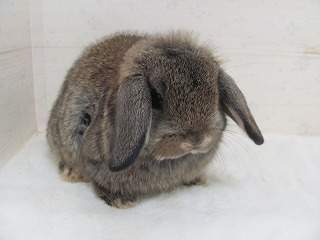 チェスナット　26/02/22生まれ