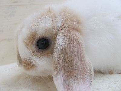 ファイル 1o3-2.jpg