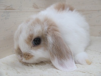 ファイル 1o3.jpg