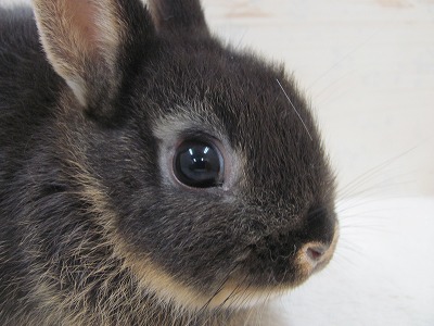 ファイル 29a-2.jpg