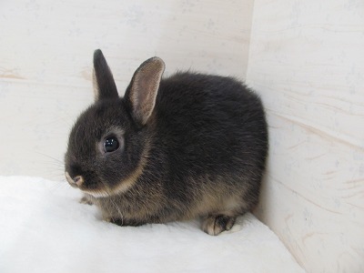 ファイル 29a.jpg