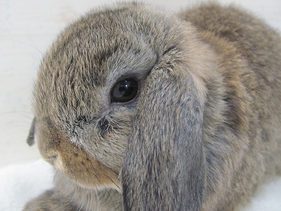 ファイル 3ba-2.jpg