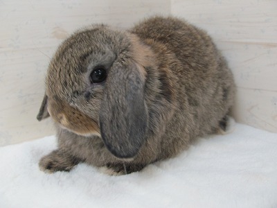 ファイル 3ba.jpg