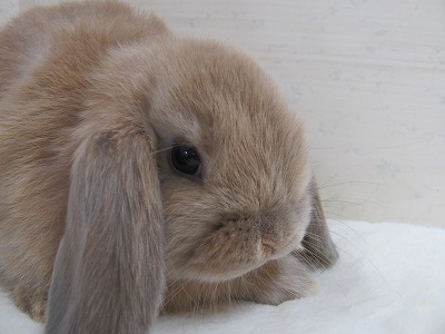 ファイル 3bd-2.jpg