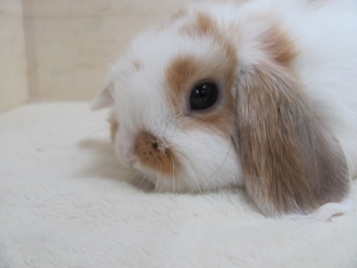 ファイル 3bf-2.jpg