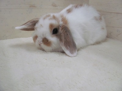 ファイル 3bf.jpg