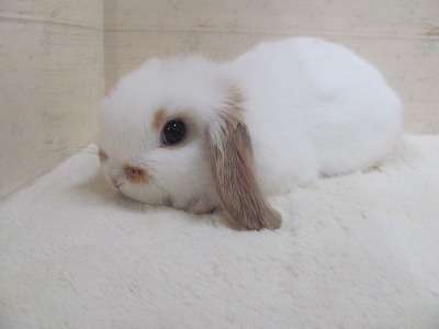 ファイル 3bk.jpg