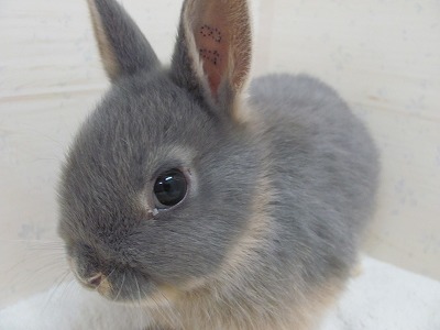 ファイル 48a-2.jpg