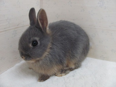 ファイル 48a.jpg