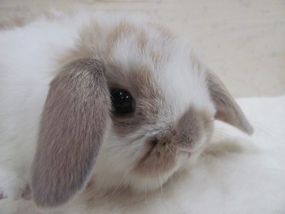 ファイル 4bd-2.jpg