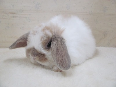 ファイル 4bd.jpg