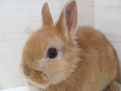 ファイル 55g-2.jpg