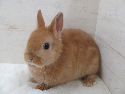 ファイル 55g.jpg