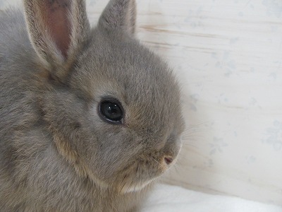 ファイル 55x-2.jpg