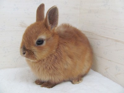 ファイル 59a.jpg