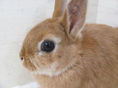 ファイル 6j-2.jpg