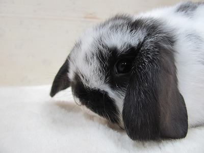 ファイル 983a-2.jpg